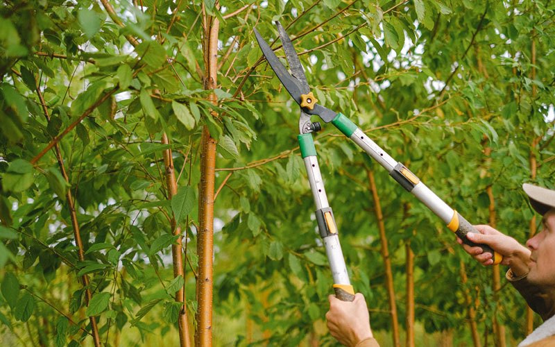 Tree trimming in Maple, TX