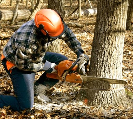 Tree Removal in Maple, TX